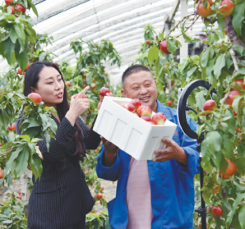 手机成为“新农具”   直播成为“新农活”