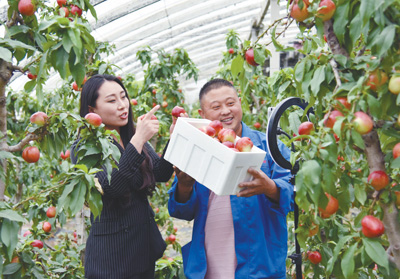 手机成为“新农具”   直播成为“新农活”